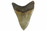 Serrated, Fossil Megalodon Tooth - South Carolina #180943-2